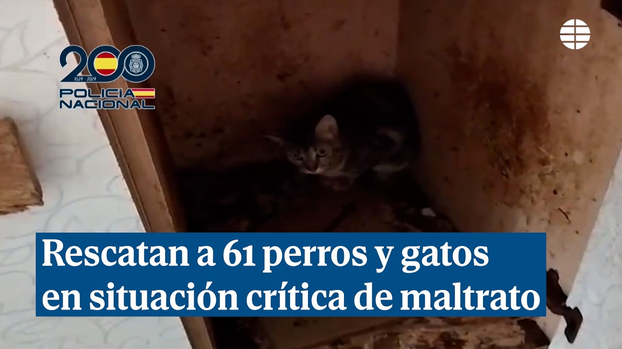 Rescatados 61 perros y gatos en una vivienda de Vélez-Málaga y una mujer detenida por presunto maltrato animal
